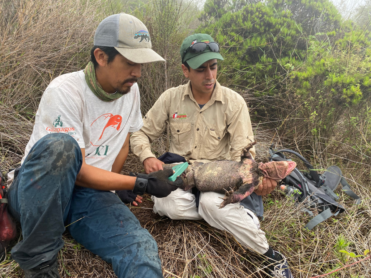Los ecosistemas de Galápagos se recuperan con el aporte de Jocotoco